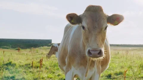 Guernsey Cow Up Close Vidéo 283634417