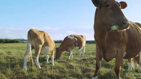 Guernsey Cows Standing in Field 2 Stock Footage 283634537