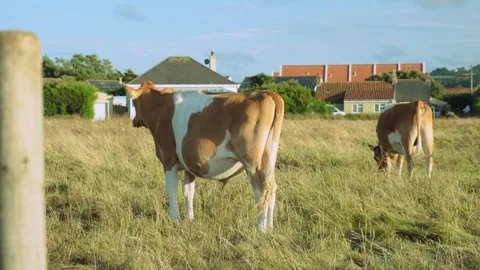 Guernsey Cows Standing in Field Vidéo 283634364