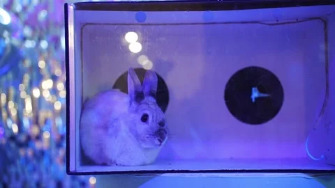 Guess the surprise inside the box with the rabbit at the festive game event Stock Footage 318594807