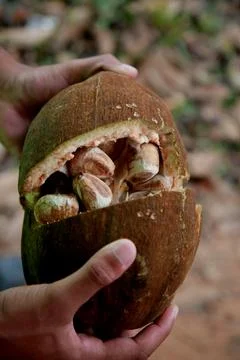 Guiana nut fruit Stock Photos