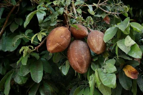 Guiana nut fruit Stock Photos