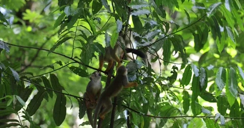 Guianan Squirrel Monkey group move in the Amazon Rainfores Stock Footage 344778995