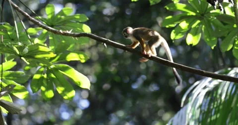 Guianan Squirrel Monkey jump from tree to tree in Amazon Rainforest Stock Footage 344778996