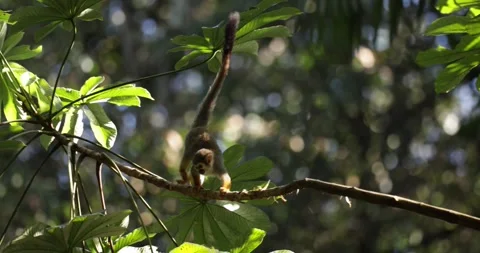 Guianan Squirrel Monkey jumping from tree to tree in Amazon Rainfores Stock Footage 344778997