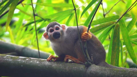 Guianan squirrel monkey in nature Stock Footage 279951787