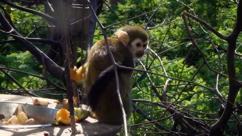 Guianan squirrel monkey (Saimiri sciureus) Stock Footage 259165342