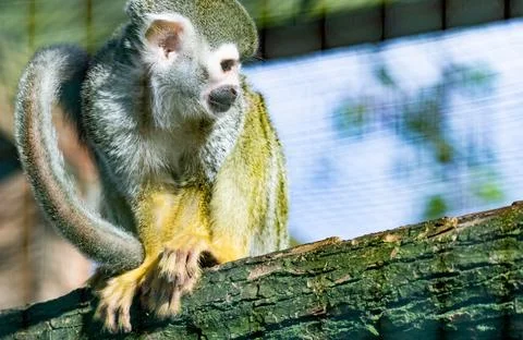 Guianan squirrel monkey (Saimiri sciureus) sitting on a branch copyspace ba.. Stock Photos