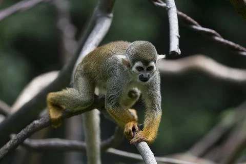 The Guianan Squirrel Monkey (Saimiri sciureus). Stock Photos