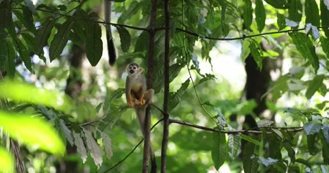 Guianan Squirrel Monkey in tree in the Amazon Rainfores Stock Footage 344778994