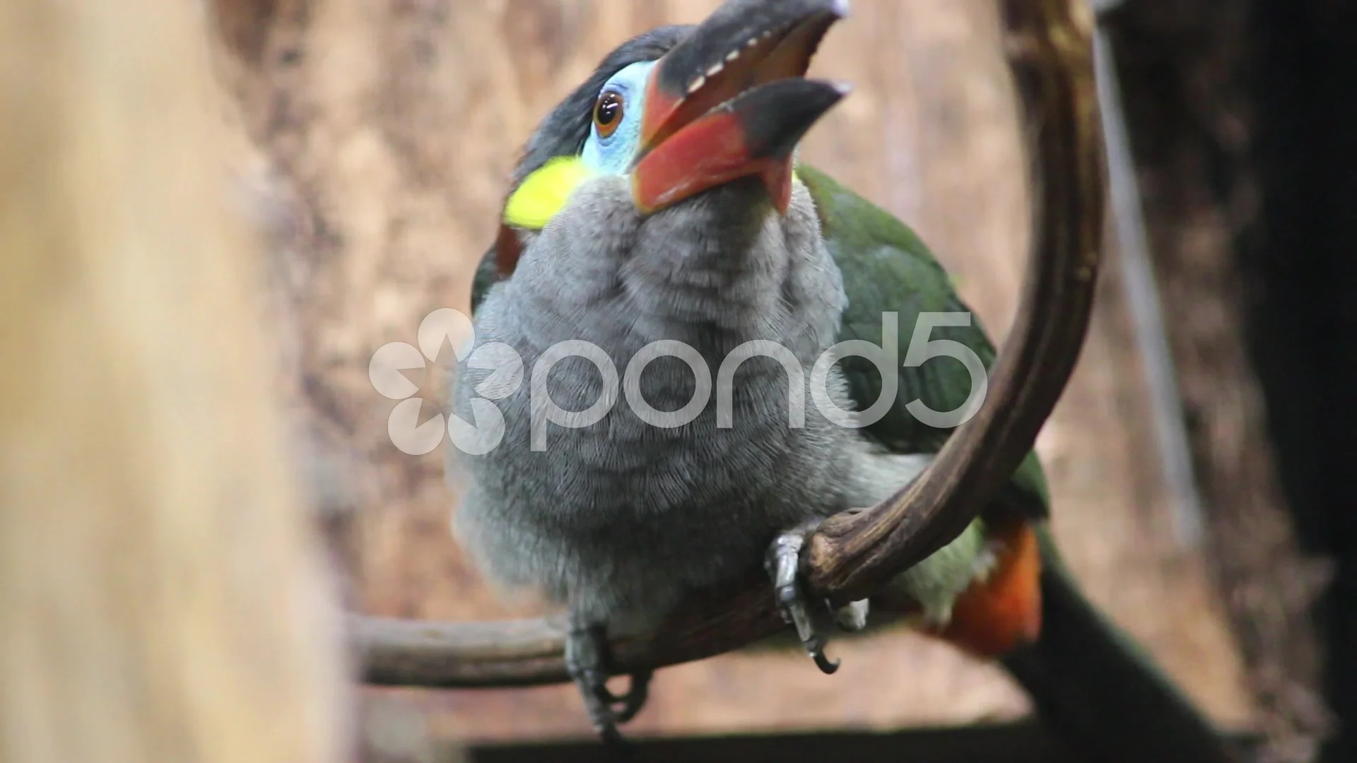 The Guianan Toucanet Stock Video Pond5