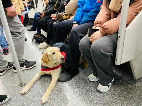 Guide dog in Metro Stock Photos