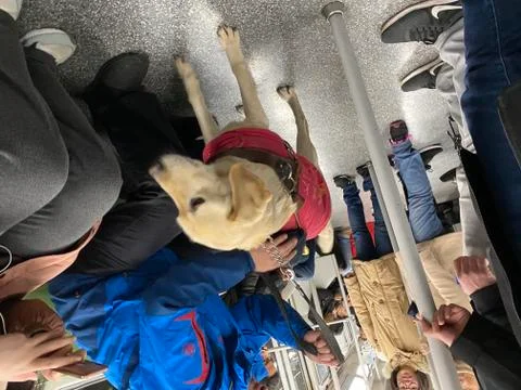 Guide dog in Metro Stock Photos