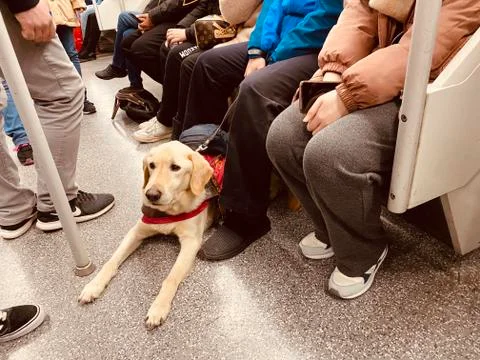 Guide dog in Metro Stock Photos