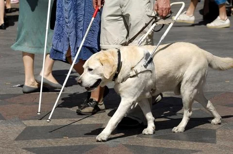 Guide dog Stock Photos