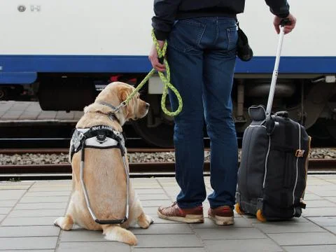 Guide dog at station Foto stock