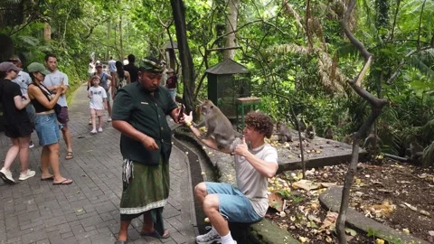 Guide Taking Monkey Selfie Trick Photo with Tourist Sacred Monkey Forest Ubud Stock Footage 339751431