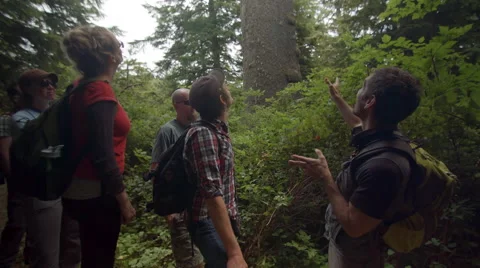 Guide Talks About Local Trees And Plant Life In The Pacific Northwest Stock Footage 47966918