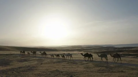Guided Camel Caravan Traversing Desert Dunes Stock Footage 275834295