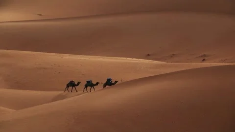 Guided Camel Caravan Traversing Desert Dunes Stock Footage 275835242