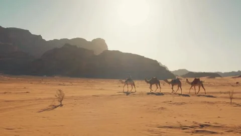Guided Camel Caravan Traversing Desert Dunes Stockbeeldmateriaal 275837308