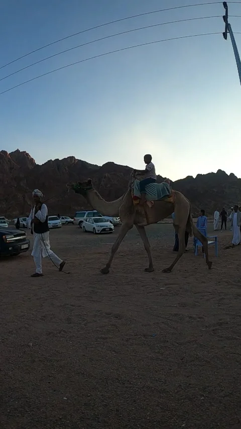 Guided Camel Ride at Sunset in the Rocky Desert Vidéo 337415533