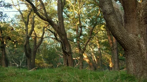 Guided Walk Through an Enchanted Forest Bathed in Sunlight, Magical Atmosphere Video stock 290833631