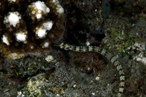 Guilded pipefish (corythoichthys cf.schultzi) in the red sea. Stock Photos