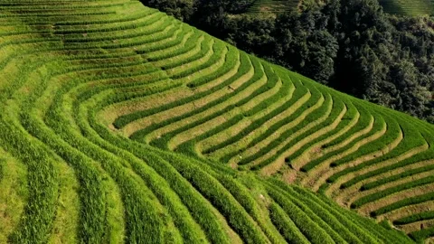 Guilin Terraces Stock Footage 138350236