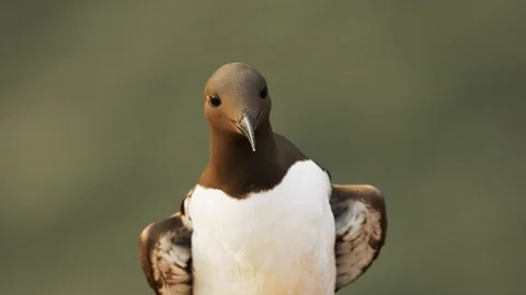 Guillemot Bird, extreme close up. Filmed at 150fps Stock Footage