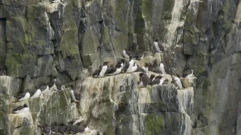 Guillemot colony 2 Stock Footage 75647232