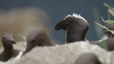 Guillemot Stock-Footage 277990082