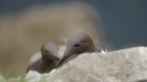 Guillemot Stock-Footage 277990084