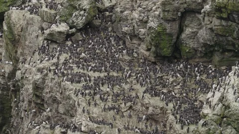 Guillemot Stock-Footage 277990178