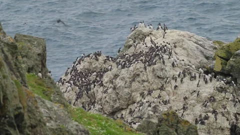 Guillemot Stock-Footage 277990201