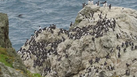 Guillemot Stock-Footage 277990712