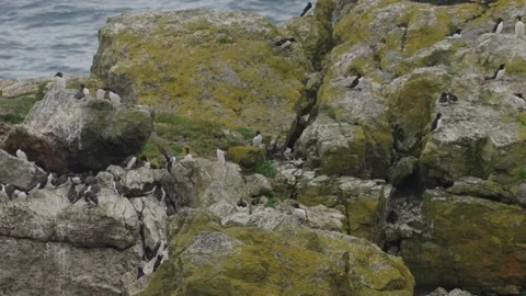 Guillemot Stock-Footage 277990739