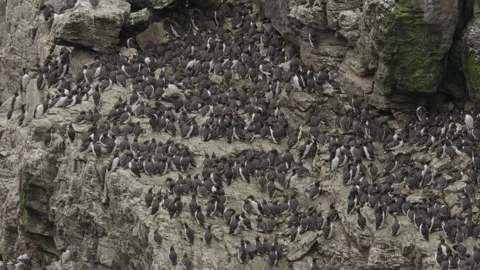 Guillemot Stock-Footage 277990741