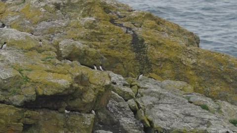 Guillemot Stock-Footage 277990780