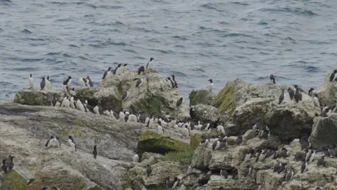 Guillemot Stock-Footage 277991127