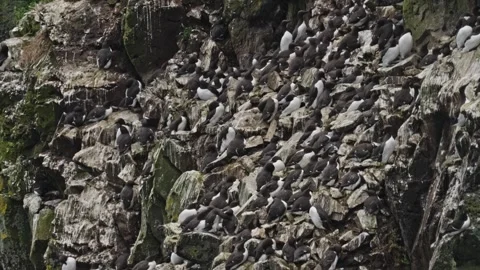 Guillemot Stock-Footage 277991757