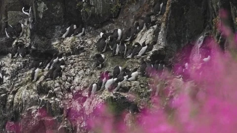Guillemot Stock-Footage 277992223