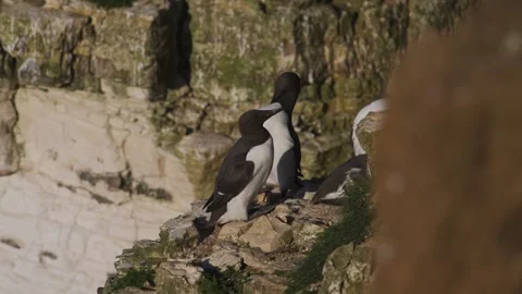 Guillemot, Uria Aalge, Bempton Cliffs, Yorkshire, England Stock Footage 344009106
