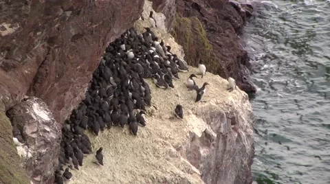 GUILLEMOTS Stock Footage 43461211