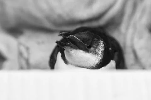 Guillemots Stock Photos