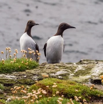 Guillimots on the isle of Lunga, Inner Hebrides, Scotland, UK Stock Photos