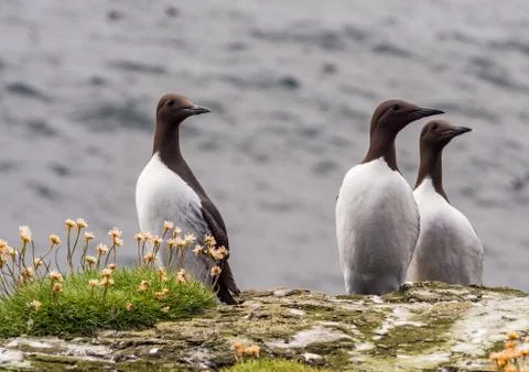 Guillimots on the isle of Lunga, Inner Hebrides, Scotland, UK Stock Photos
