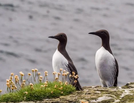 Guillimots on the isle of Lunga, Inner Hebrides, Scotland, UK Stock Photos