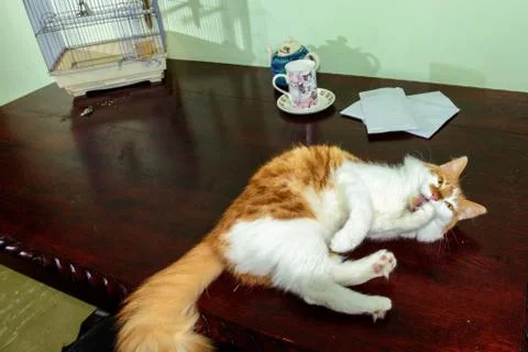 Guilty Cat on kitchen table Stock Photos