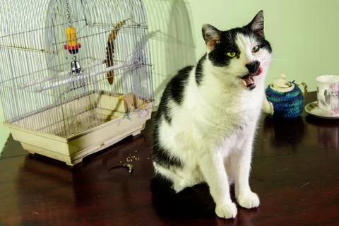 Guilty Cat on kitchen table Stock Photos